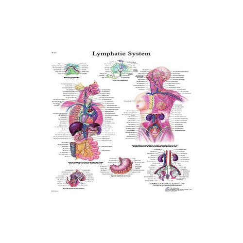 Lymphatic system Essays